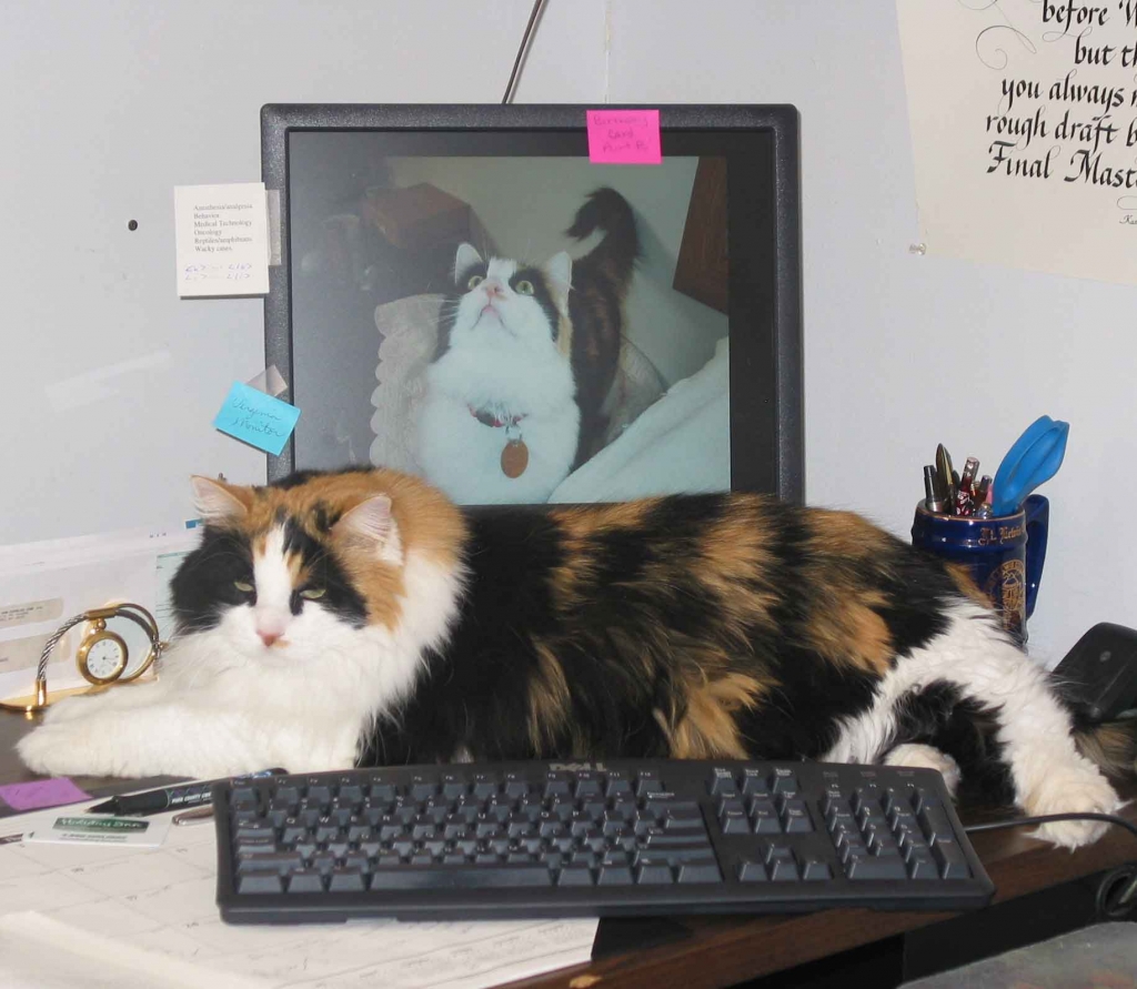 Lucy on Desk