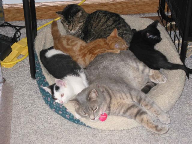 Full Cat Bed