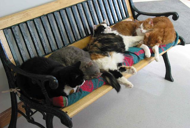 Cats on the Bench